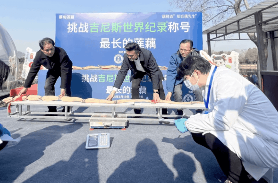 3.473米!武汉巨型莲藕刷新吉尼斯世界纪录